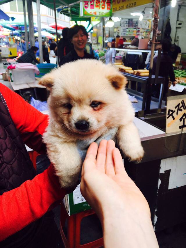 야옹이에게 맞은 멍뭉이 | 인스티즈