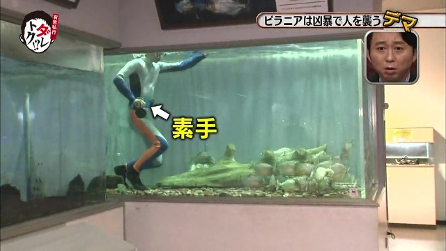 흉폭하고 사람을 씹어먹는 걸로 알려진 피라냐에 대한 진.실. 두둥 (일본예능캡쳐) | 인스티즈