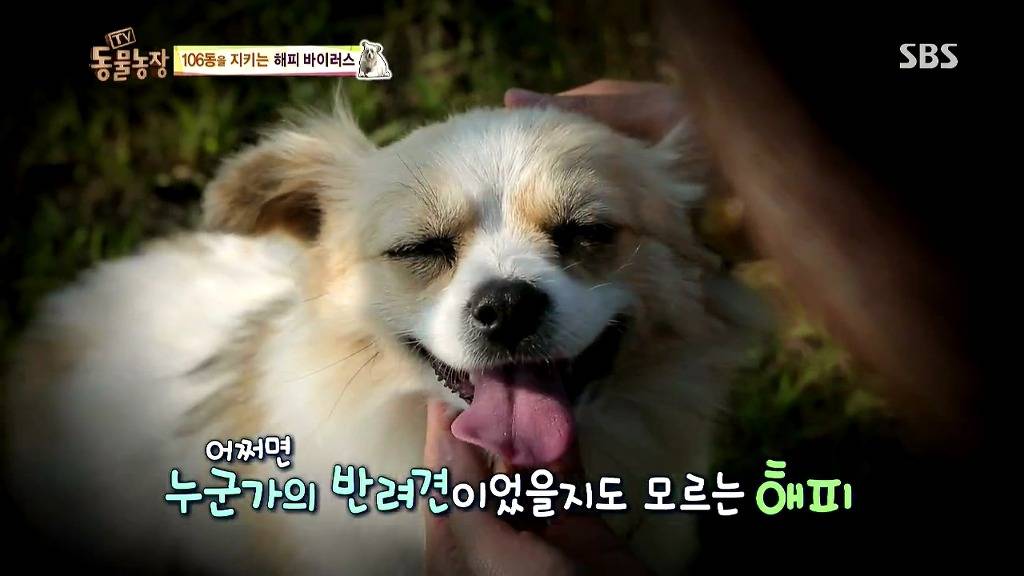 [동물농장] 106동 주민들이 키우는 강아지 | 인스티즈