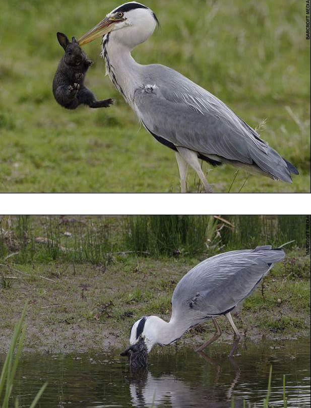 왜가리 먹이ㄷㄷ | 인스티즈