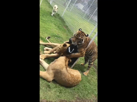 귀요미 냥이들에게 집단 괴롭힘 당하는 증ㅠㅠ | 인스티즈