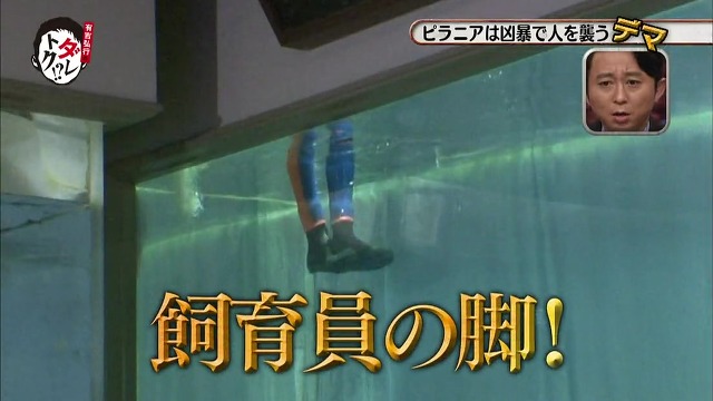 흉폭하고 사람을 씹어먹는 걸로 알려진 피라냐에 대한 진.실. 두둥 (일본예능캡쳐) | 인스티즈