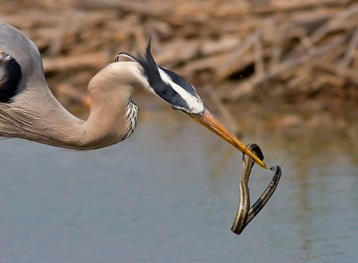 왜가리 먹이ㄷㄷ | 인스티즈