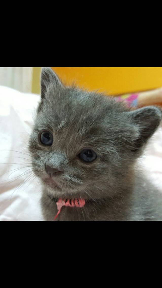 아기 고양이들 아깽이들 (심쿵주의) | 인스티즈