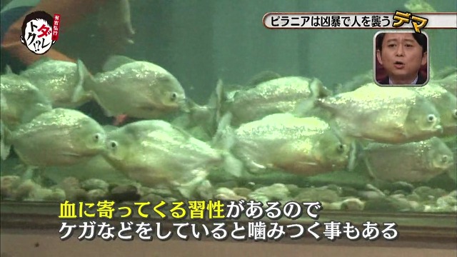 흉폭하고 사람을 씹어먹는 걸로 알려진 피라냐에 대한 진.실. 두둥 (일본예능캡쳐) | 인스티즈