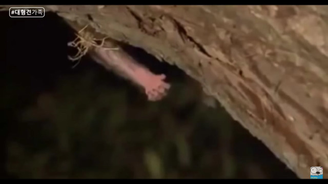 새끼가 있는줄 모르고 어미를 죽인 표범 (화질 안좋음) | 인스티즈