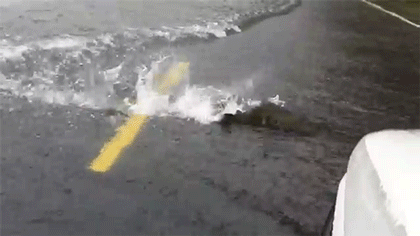 연어 : 집으로 가는 길.gif | 인스티즈