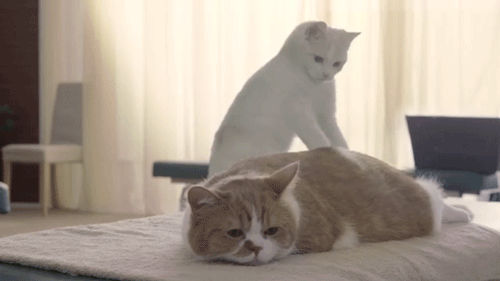 흔한 안마 시술소 | 인스티즈