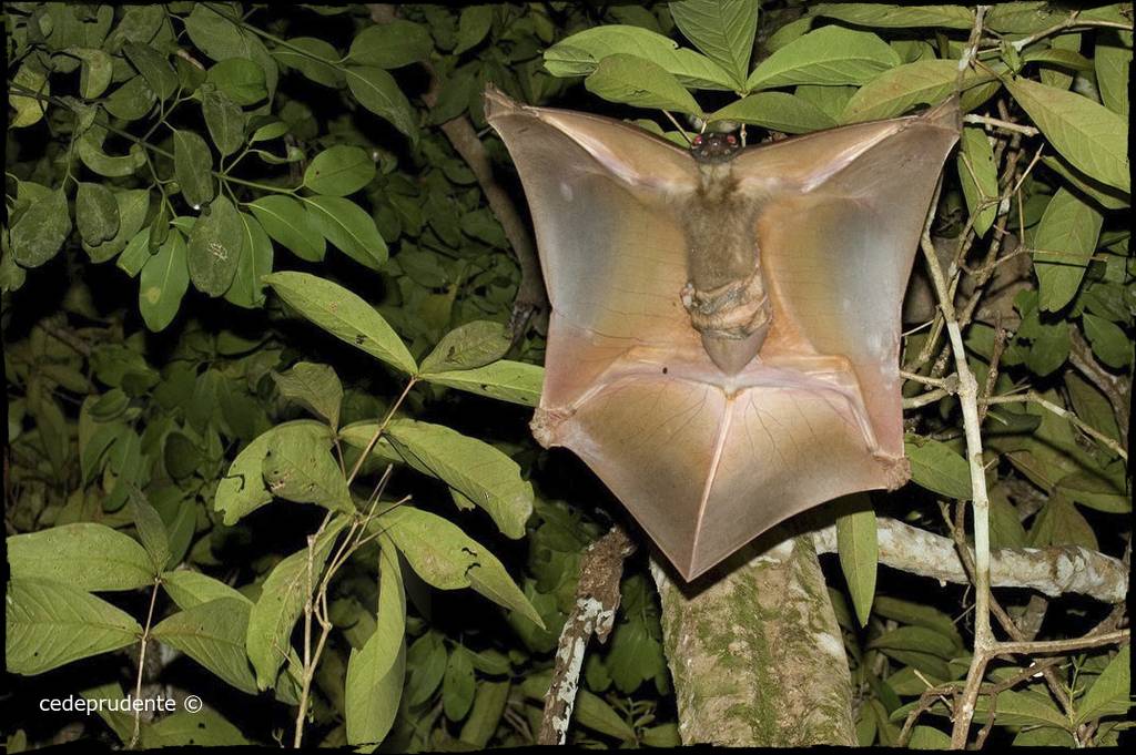 신기한 수렴진화 | 인스티즈