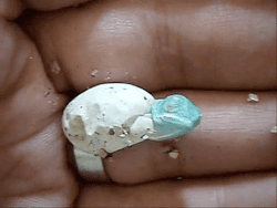 알에서 부화하는 아기 카멜레온 | 인스티즈