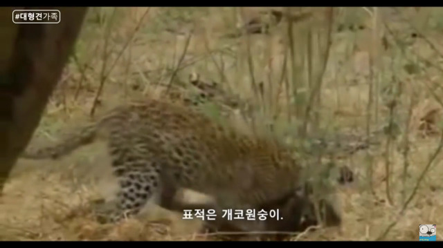 새끼가 있는줄 모르고 어미를 죽인 표범 (화질 안좋음) | 인스티즈