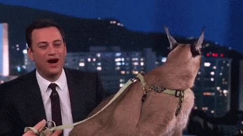 동물덕후들이 해외토크쇼를 부러워하는 이유 | 인스티즈