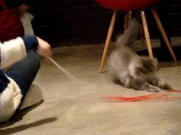 쉽게 이해하는 고양이에 관한 이야기 2 | 인스티즈