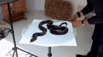 극사실주의 3D 페인팅.gif | 인스티즈