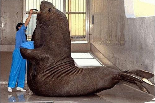 바다 가면 흔하게 볼 수 있는 한 덩치 하는 것들 | 인스티즈