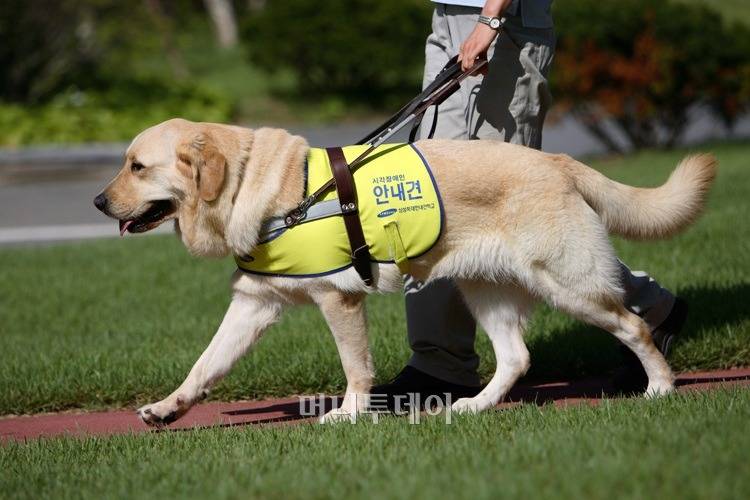 입마개가 필요없는 대형견 | 인스티즈