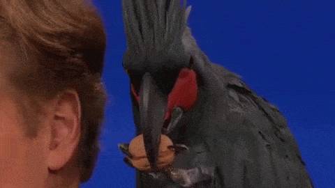 동물덕후들이 해외토크쇼를 부러워하는 이유 | 인스티즈