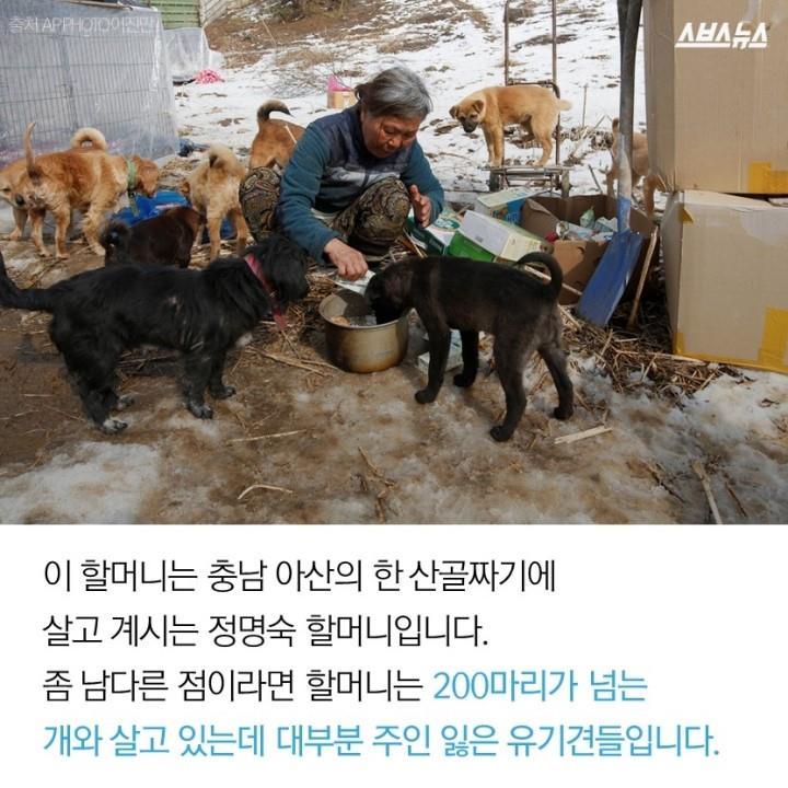  개 먹는 나라의 사연? | 인스티즈