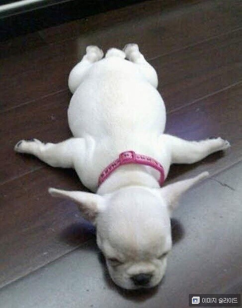 잘자내꿈꿔 | 인스티즈