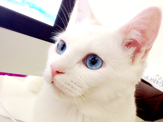 눈이 너무 이쁜 고양이.JPG | 인스티즈