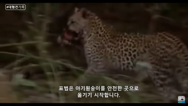 새끼가 있는줄 모르고 어미를 죽인 표범 (화질 안좋음) | 인스티즈