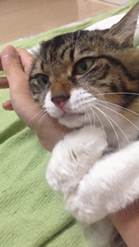 고장냥이 모음 | 인스티즈