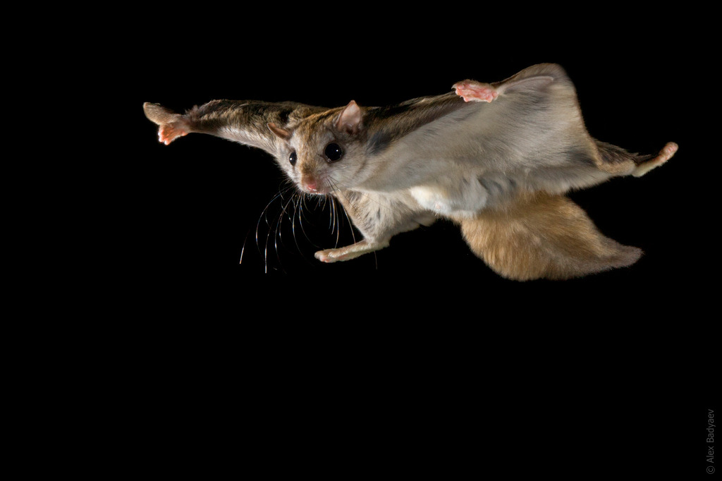 신기한 수렴진화 | 인스티즈