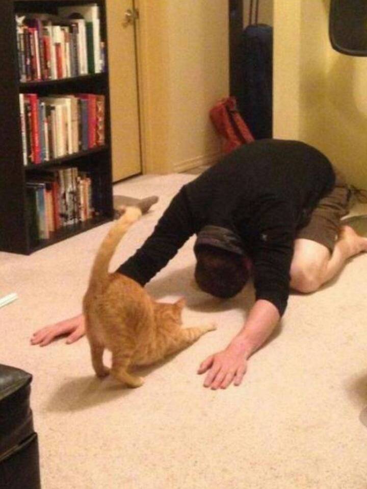 사람과 교감하는 고양이.jpg | 인스티즈