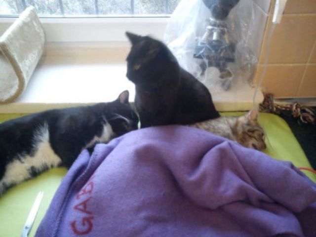 아픈 동물들에게 힘이 되어주는 고양이 | 인스티즈