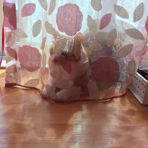 숨어있는 고양이 | 인스티즈