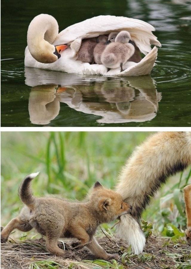 새끼를 품는 따듯한 동물들.jpg | 인스티즈