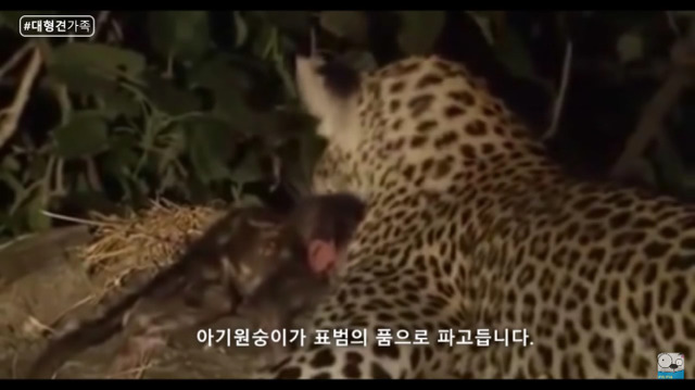 새끼가 있는줄 모르고 어미를 죽인 표범 (화질 안좋음) | 인스티즈