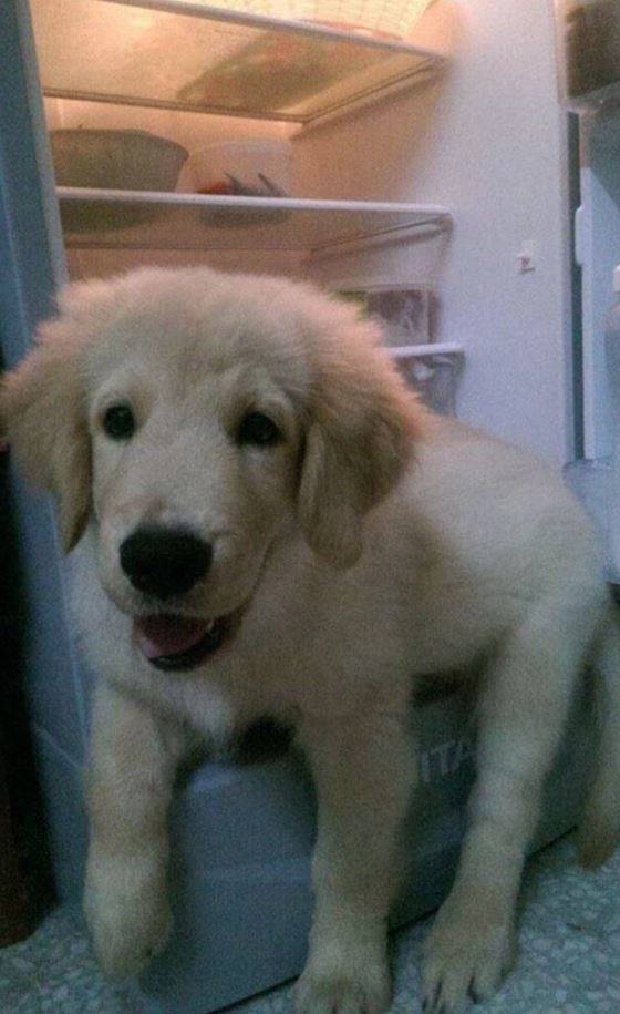 더이상 냉장고에 들어갈 수 없게 된 강아지.jpg | 인스티즈