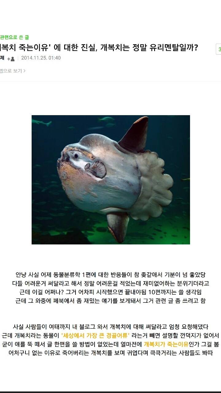 개복치가 죽는 진짜이유 | 인스티즈