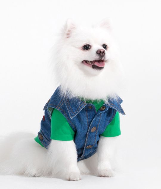 사주고 싶지만 돈없어서 못사주는 강아지옷 모음.. (부제 : 울집 강아지 눈감아) | 인스티즈