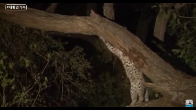 새끼가 있는줄 모르고 어미를 죽인 표범 (화질 안좋음) | 인스티즈