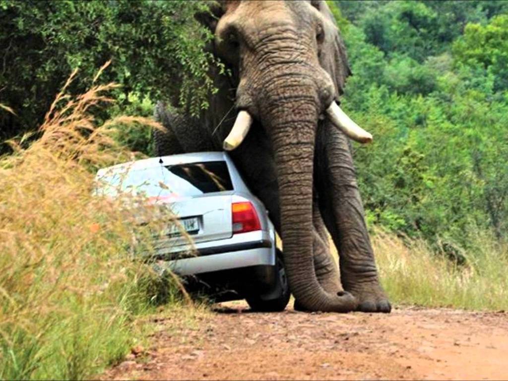 아프리카 사바나의 조폭.jpg | 인스티즈