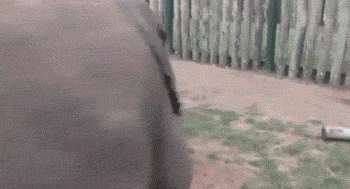 태어나긴 코끼리로태어났는데 .. 코끼리가 뭔지잘모르는듯? | 인스티즈