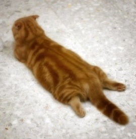 여자들한테 치명적으로 보인다는 뒷모습 ㄷㄷㄷㄷㄷ.JPG | 인스티즈