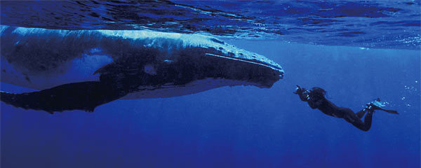 바다 가면 흔하게 볼 수 있는 한 덩치 하는 것들 | 인스티즈