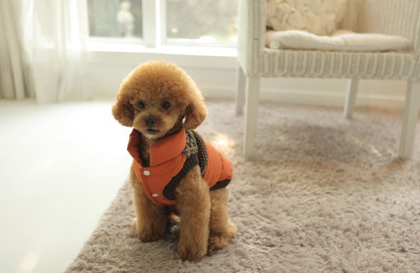 사주고 싶지만 돈없어서 못사주는 강아지옷 모음.. (부제 : 울집 강아지 눈감아) | 인스티즈