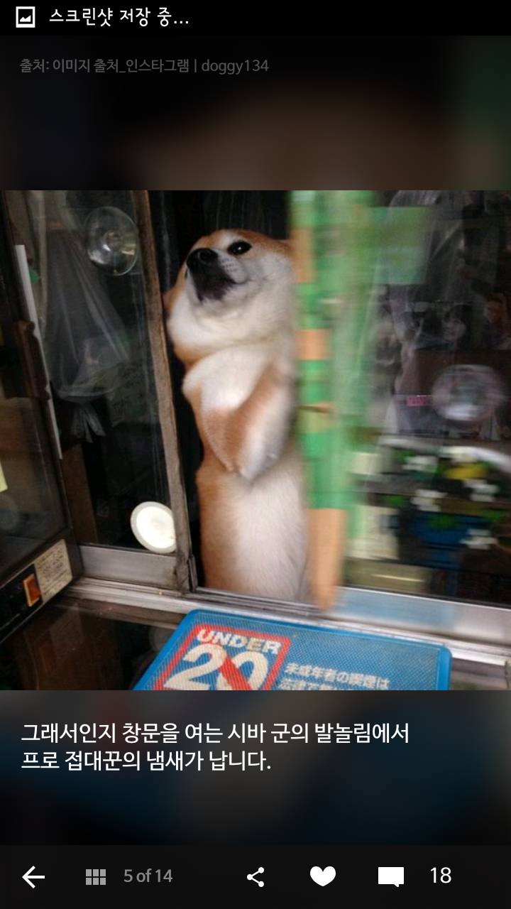 손님 접대에서 은퇴한 도쿄 담배가게의 시바견 | 인스티즈