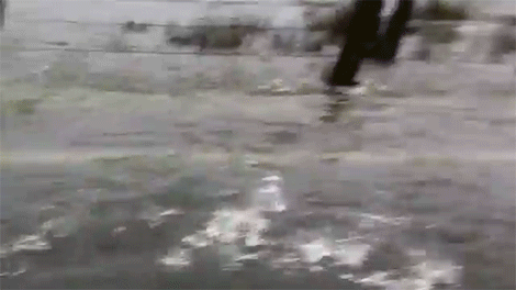 연어 : 집으로 가는 길.gif | 인스티즈