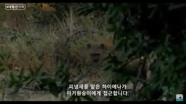 새끼가 있는줄 모르고 어미를 죽인 표범 (화질 안좋음) | 인스티즈