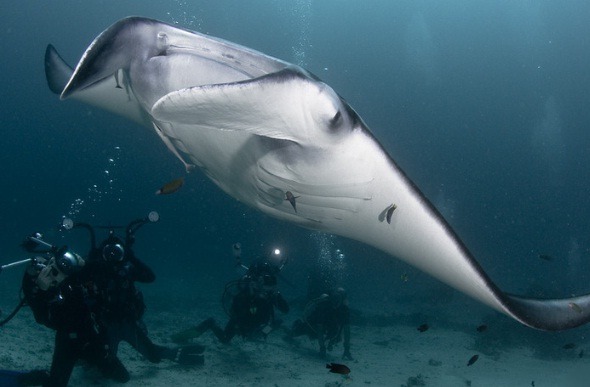바다 가면 흔하게 볼 수 있는 한 덩치 하는 것들 | 인스티즈