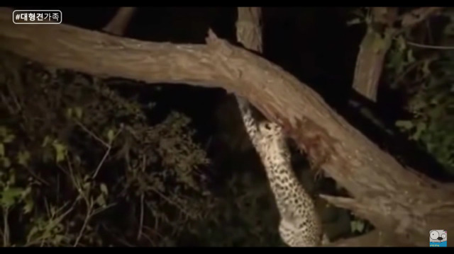 새끼가 있는줄 모르고 어미를 죽인 표범 (화질 안좋음) | 인스티즈
