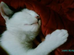 쉽게 이해하는 고양이에 관한 이야기 2 | 인스티즈