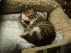 고냥이.gif | 인스티즈