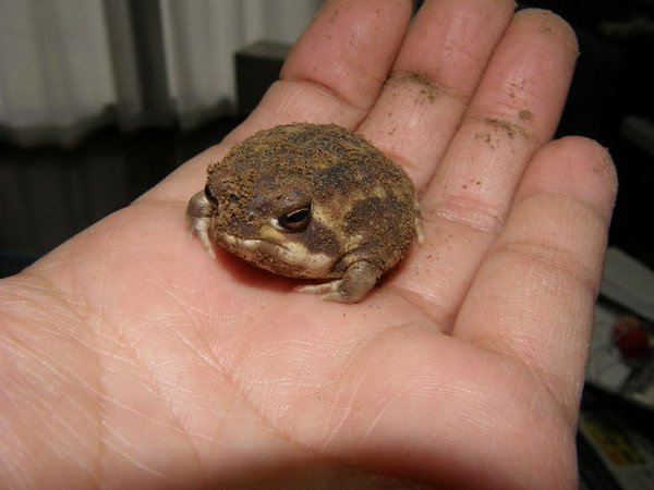 멸종 위기의 사막비 개구리.jpg | 인스티즈