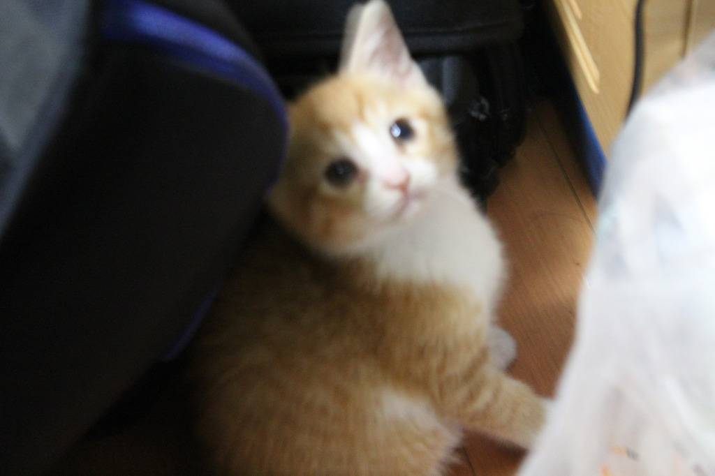 호냥호냥한 하루.제 4탄 | 인스티즈